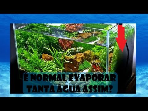 Vídeo: O que fazer quando a água evapora do aquário?