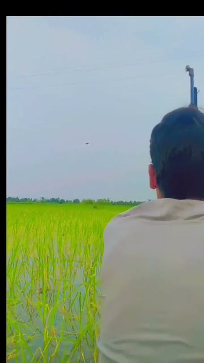 hunting of doves high explosion sound so good video