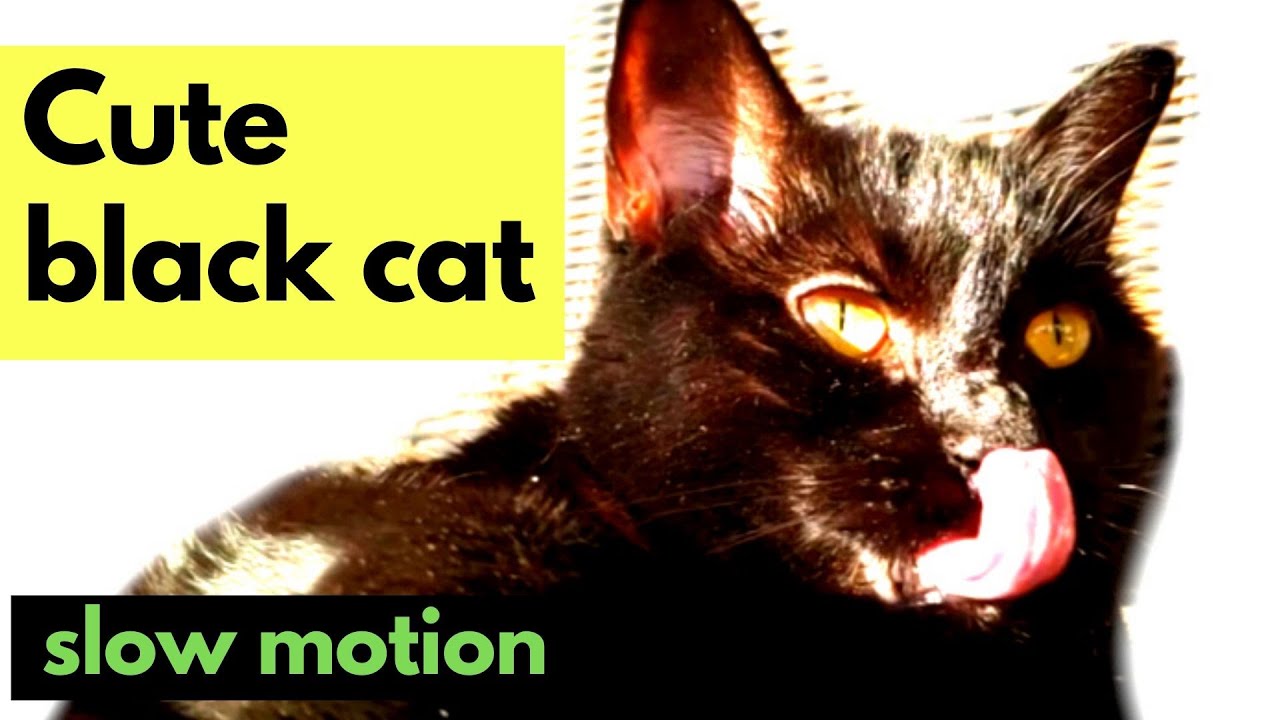 Cute black cat bathing (Slow Motion Black Cats) 