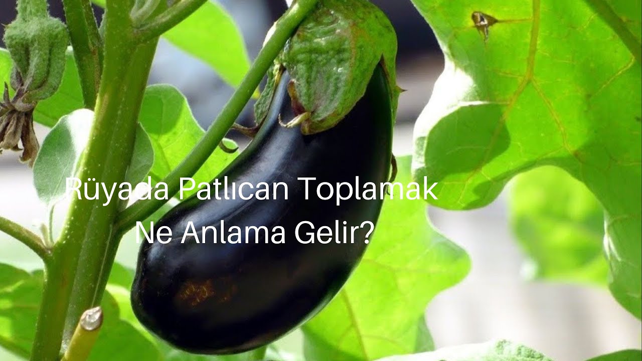 Rüyada Patlıcan Toplamak Ne Anlama Gelir - YouTube