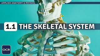 OCR GCSE PE - THE SKELETAL SYSTEM structure & function - Applied Anatomy & Physiology (1.1)