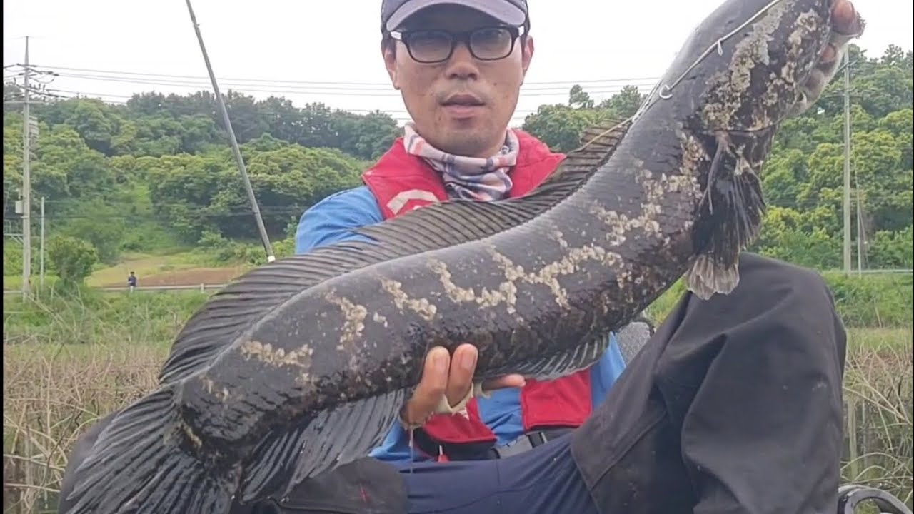 가물치낚시 : 배수 및 산란기 좁아진 땟장포켓 공략 (24_05_26) #낚시 #fishing #가물치낚시 ...