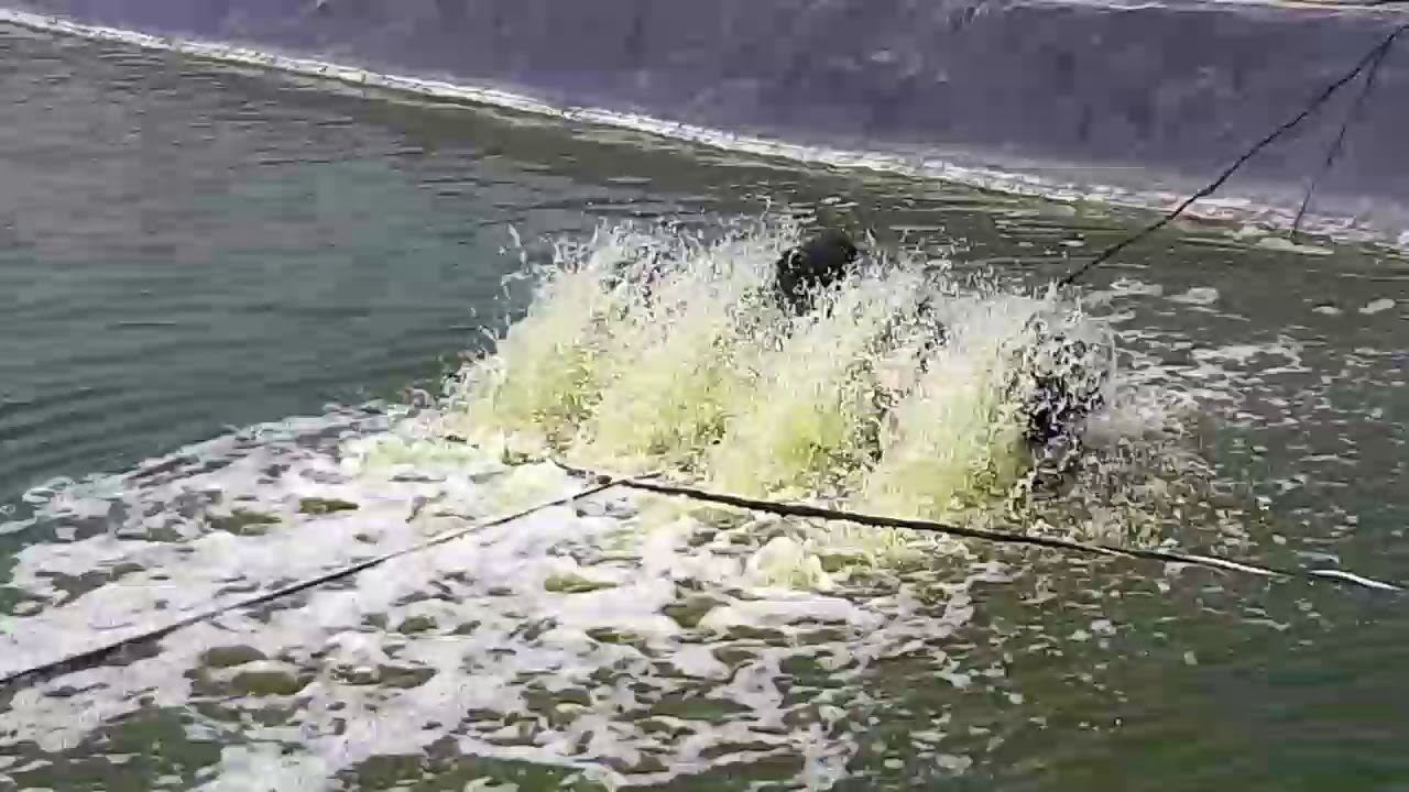 Ternak udang parcial 