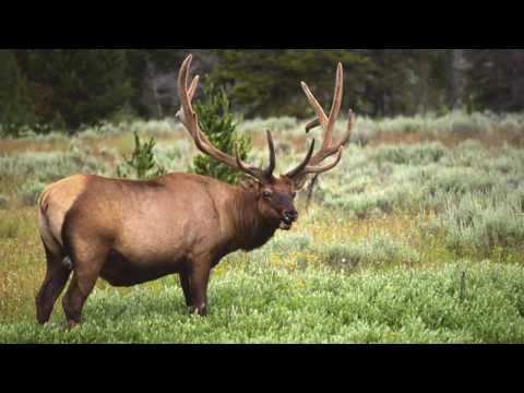 1375 Moose Point Rd., Bozeman, MT home video tour