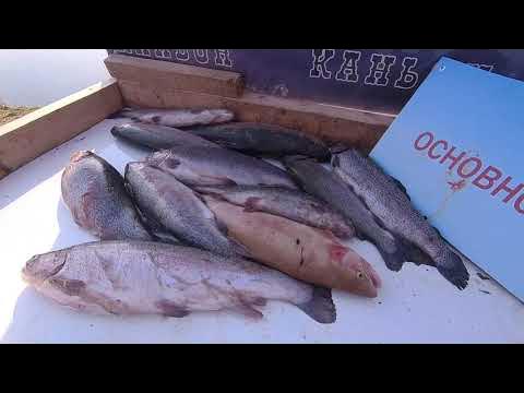 Ловля форели весной по открытой воде. Ловля форель по открытой воде. Ловля форель по открытой воде. Ловля форель по открытой воде. Видео рыбалка про форель.
