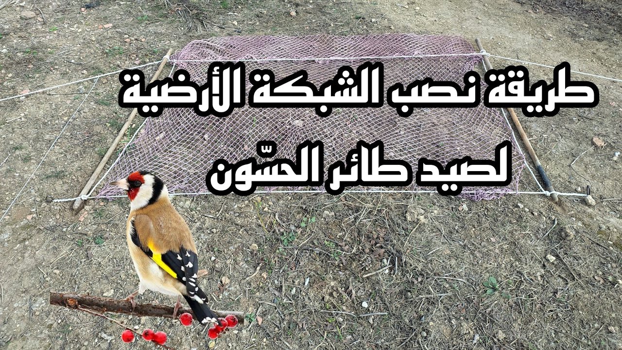 طريقة نصب الشبكة الأرضية لصيد طائر الحسّون