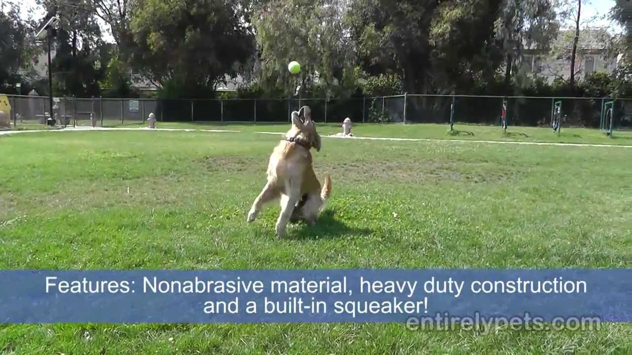 5 Hot Outdoor Toys your dogs will love!