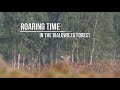 Roaring Time in the Bialowieza Forest | Unveiling Wildlife in Belarus