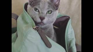 Питомник Русских Голубых кошек Ruzara Питомник Русских Голубых кошек Ruzara