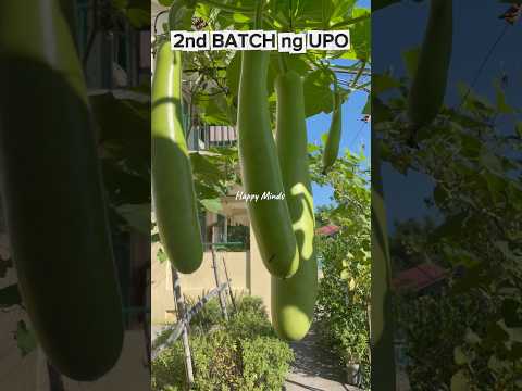 Anlalaki na, lapit ng pitasin eh♥️ #upo #fyp #foryou #shorts