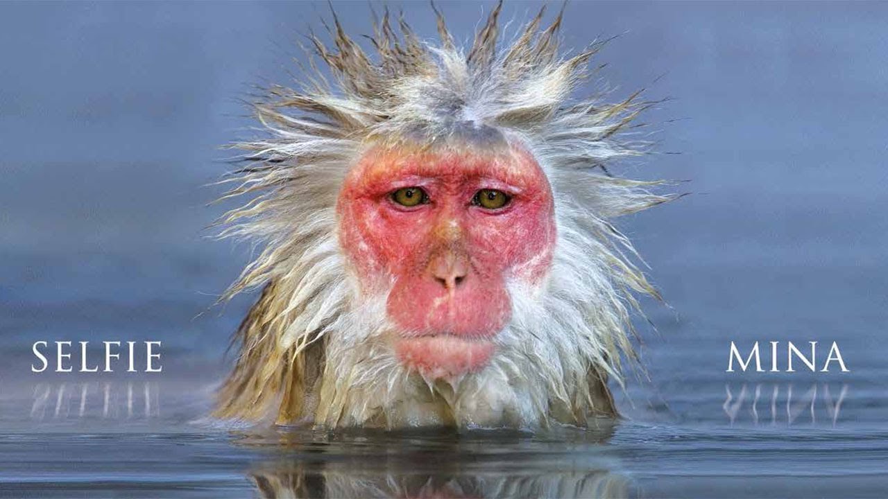 Guarda Mina - Fine su YouTube Guarda Mina - Fine su YouTube