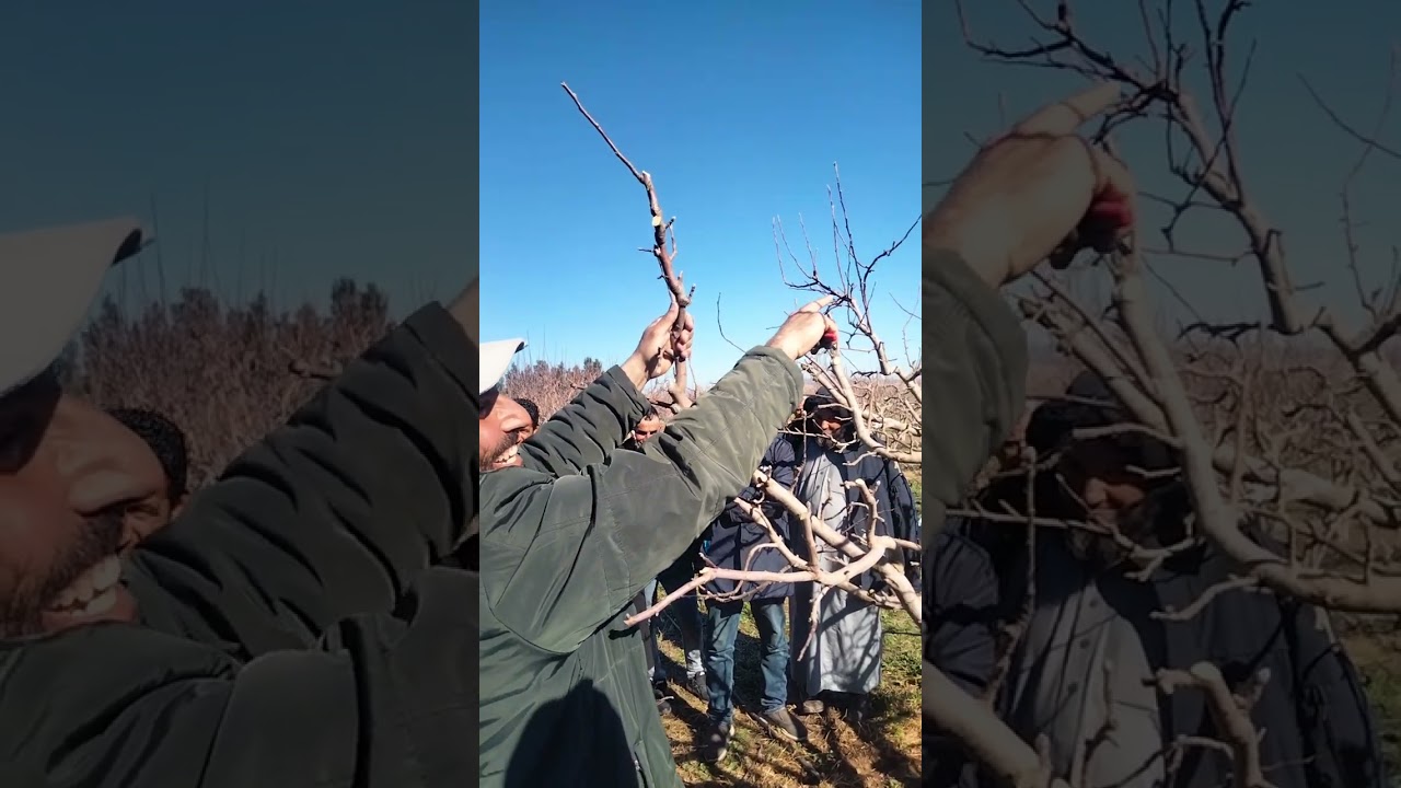 #بسم الله #ماشاءالله #احسن شرح بالنسبة لتقليم الإثماري لشجرة التفاح وهو أفضل الشروحات والتفصيلات