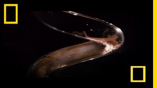 Octopus Escape | National Geographic