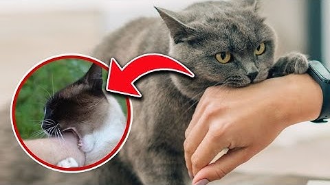 STOP Cat Biting: “5 Secrets” I Wish I