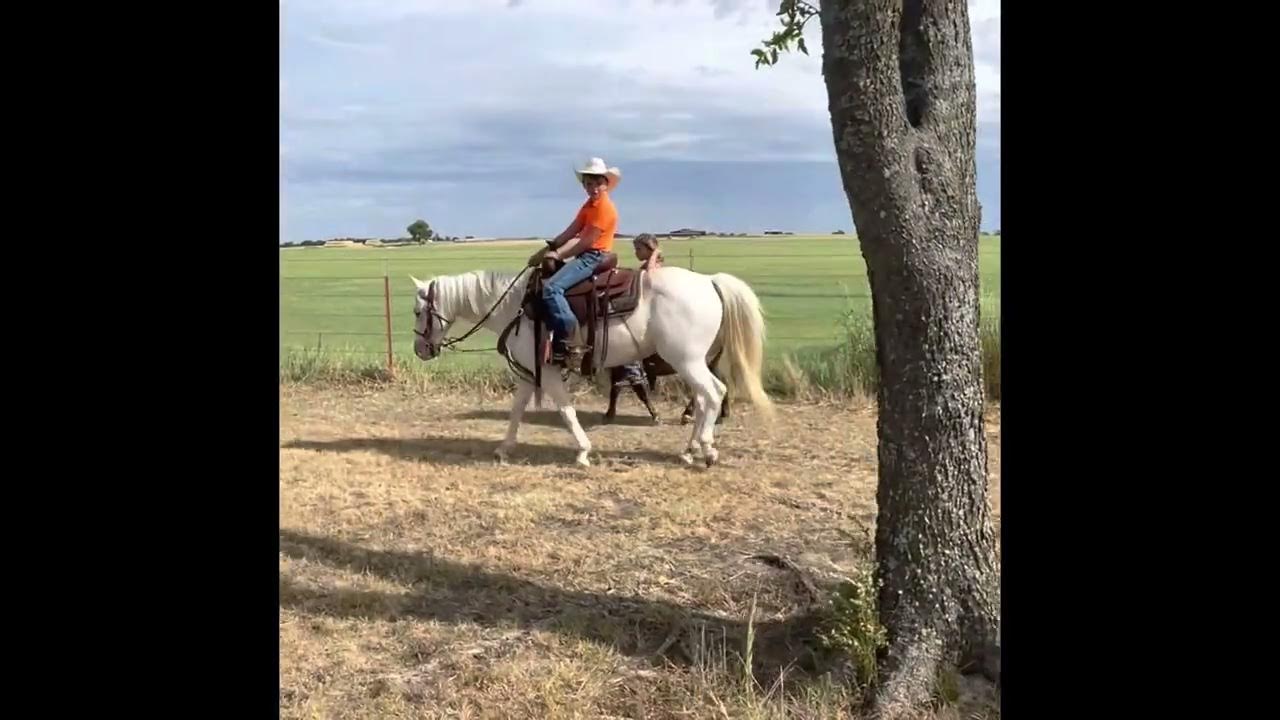 Hip 190 Captain Jack 13 hand pony YouTube