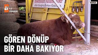 Tosun ‘Cabbar’ En Dikkat Çeken Kurbanlık - Atv Haber 27 Nisan 2026