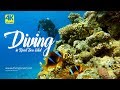 Diving in Eilat • Red Sea, Israel 4K UHD