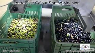 VA14 Table Olive Colour Sorting Machine