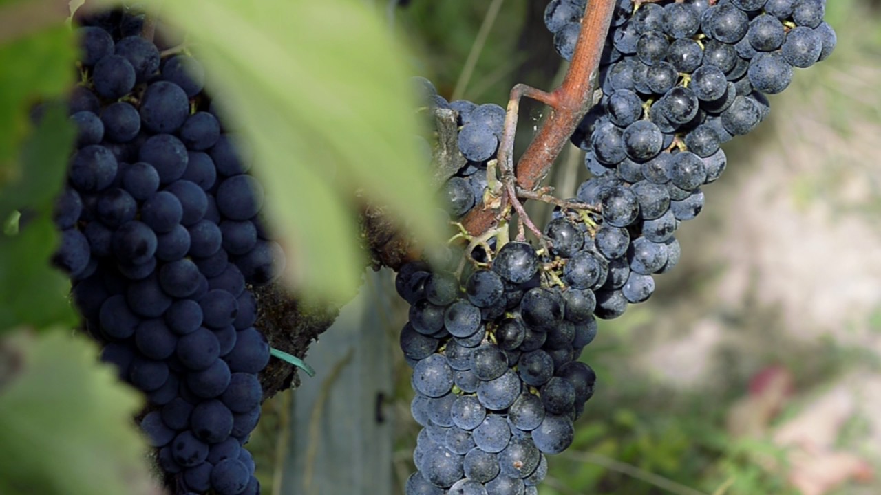 Discover The Château Suau