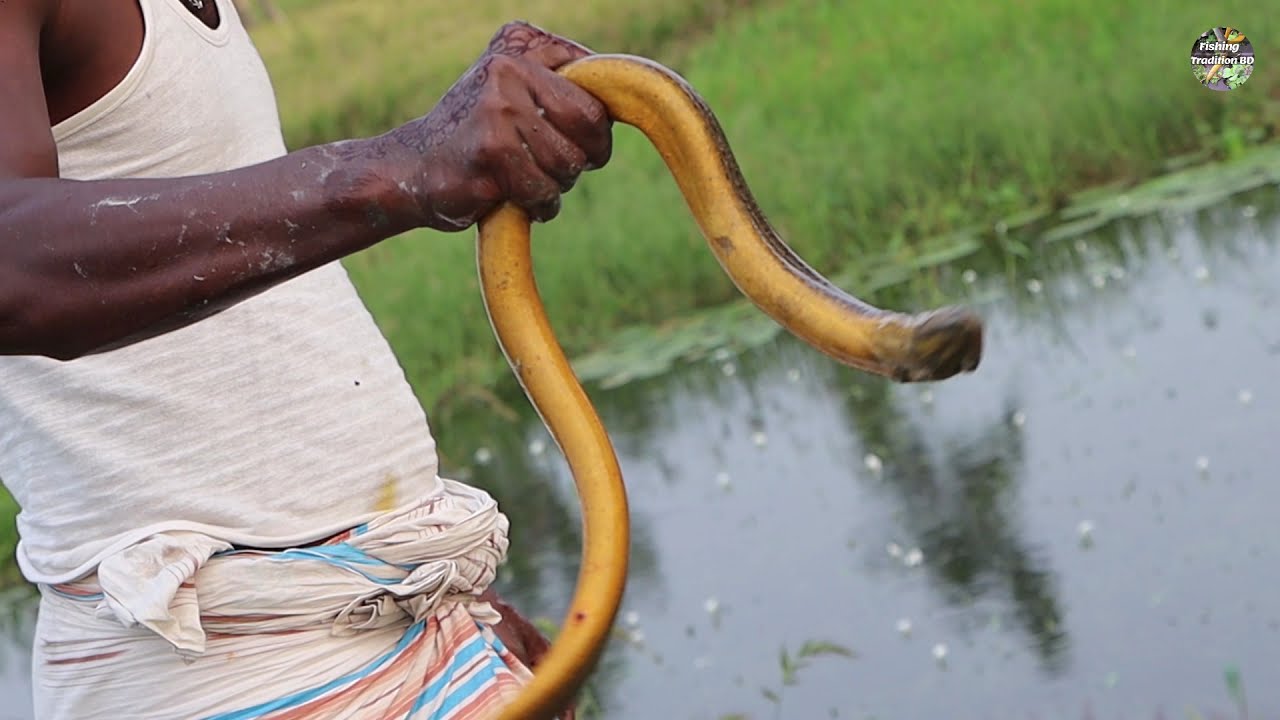 Amazing Eel Hunter | Best Big Size Eel Catching Technique Using Hook | Eel Fishing By Hook