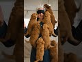 #gojo #jujutsukaisen #jjk #puppies #puppyoftheday #cute #adorable #aww