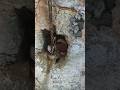 blackhead Royal snake बहुत ही प्यारा सांप और देखने में इतना ही खतरनाक