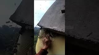 Panen madu di atas TEBING!!!😯 #sarangmadu #saranglebah #viral #fyp  #shorts #madu
