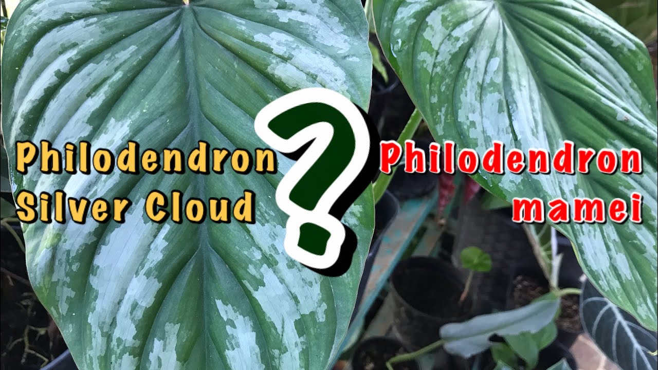 Philodendron mamei | Silver Cloud - YouTube
