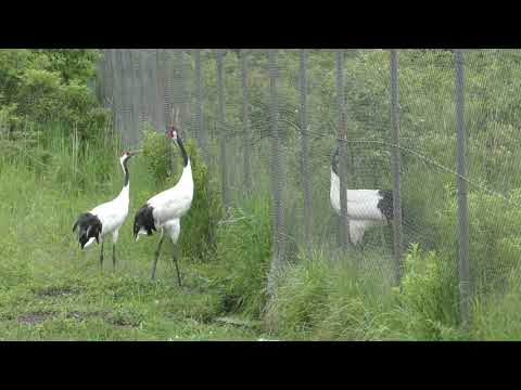 北の大地タンチョウ : Northland Japanese cranes :… hq720.jpg?sqp=-