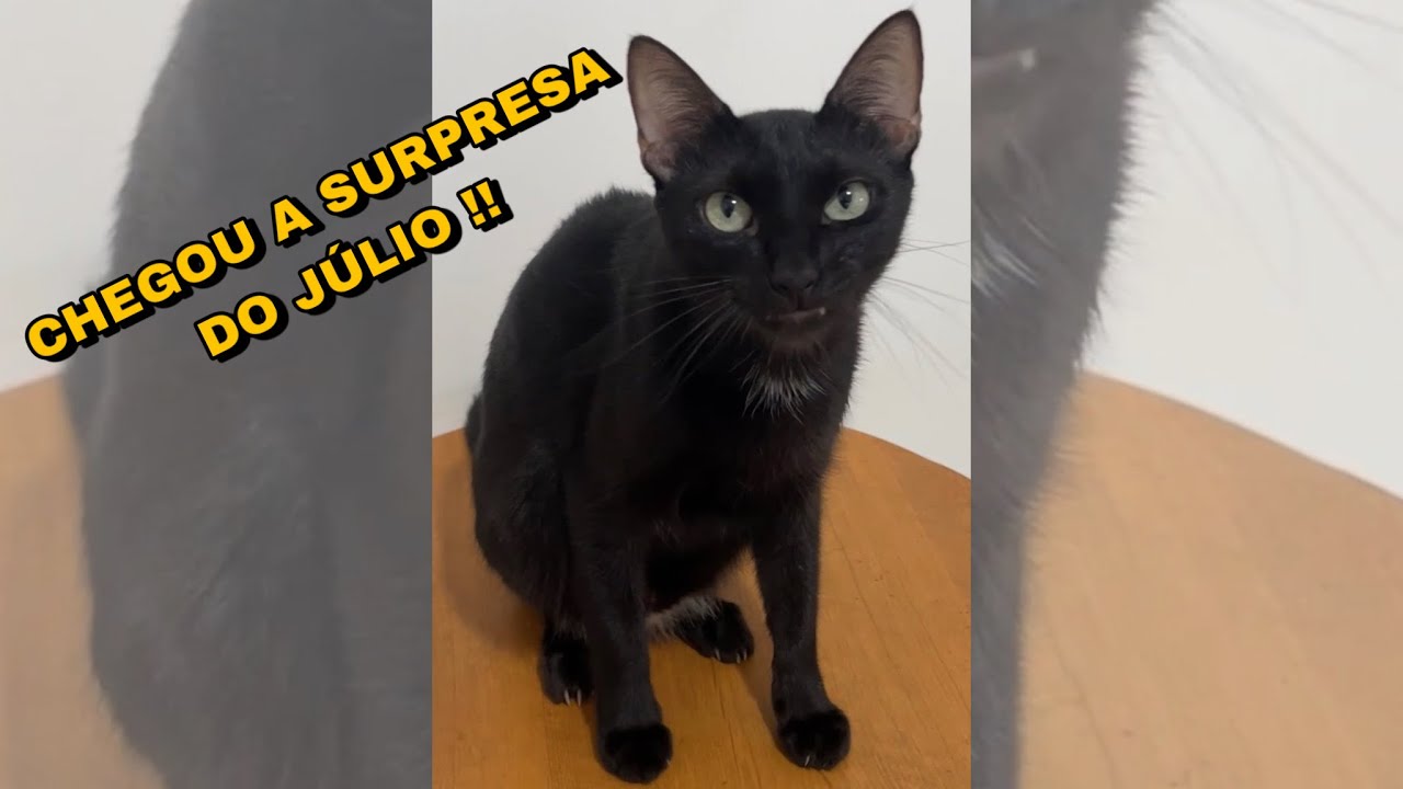 Ele ficou indignado 😂😂😂😂😂