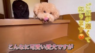 朝から飼い主に吠える愛犬・・・ご飯の催促が止まらない態度がデカすぎる〜「トイプードル」