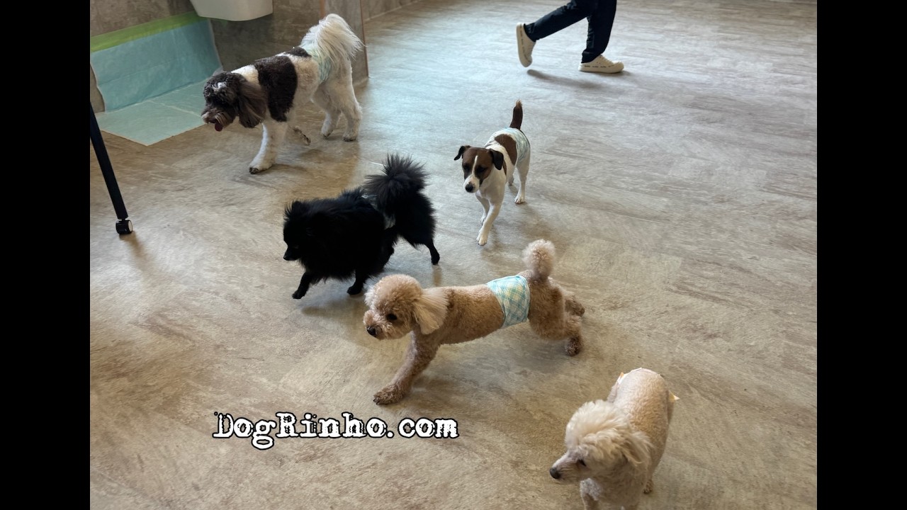 Dog daycare in Japan DogRinho 犬の保育園　20260309