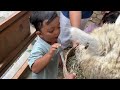 Lucu dan gemes binatang Alpaca #fyp #viral