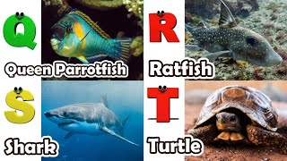 Alphabet Song With Sea Animals Abc Learning Video For Preschool Kids Koko Study Class