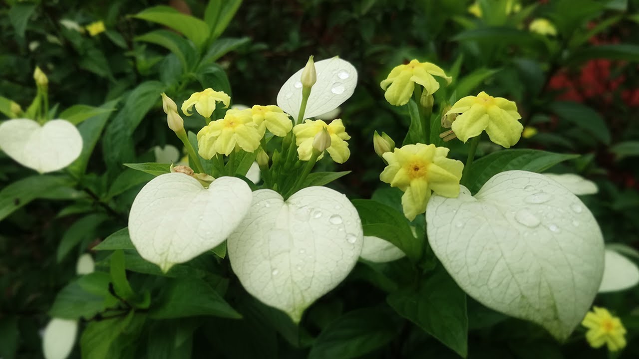 Dwarf Yellow Mussaenda (Pseudomussaenda flava) YouTube