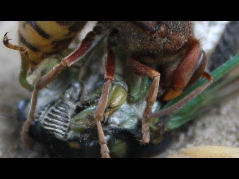 insects picture Wasp vs. Cicada