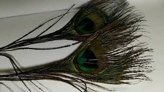 Una Pola Oru Chinna Papa Pethu Tharuviyapa Pea Version