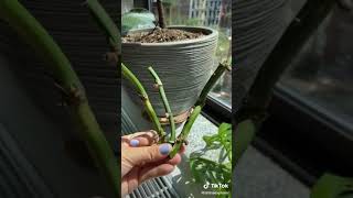 Swiss cheese plant propagation🌱✨