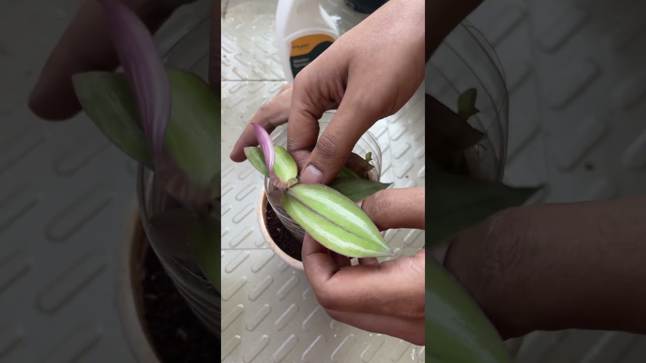 Boat Lily Crafts for Small Space Garden | Easy DIY Plant Decor Ideas 