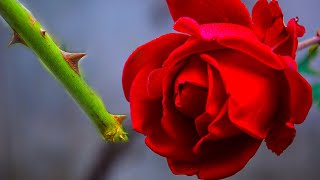 Download Lagu WHAT IS DANGEROUS INJECTING A ROSE THINK OF A FLOWER MP3