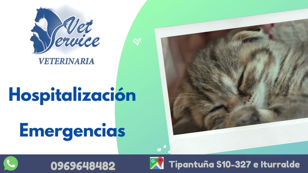 Copia de Blue, Green and White Adoption Event Fundraising  Social Issues Slideshow Video