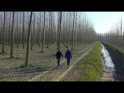 Vídeo: Se Reconoció Que Plantar árboles Nuevos Era Perjudicial Para El Clima - Vista Alternativa