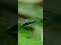 Parrot snake drinking from a leaf during a storm in Corcovado #wildlife #nature  #centralamerica