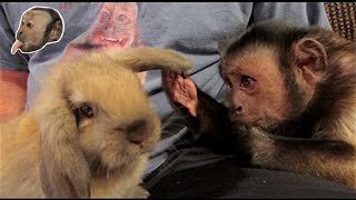 Capuchin Monkey Meets An Easter Bunny