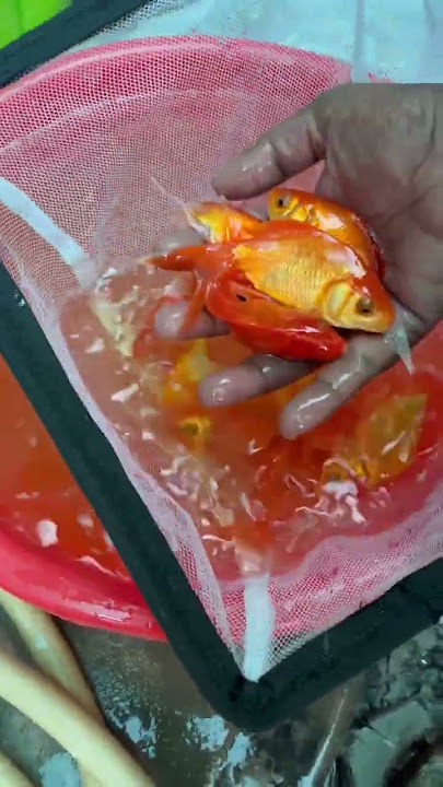Good Fish Collections. Fish Farm Tour#fish #fish #vedhafishfarm #aquarium #vedhafishfarmofficial