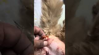 Veterinary Emergency; Dog & Cat Vaccination Centre Avian Vet: Fish Vet: 01912251312 by Vet Dr. Sagir Uddin Ahmed 8 views 3 days ago 3 minutes, 3 seconds