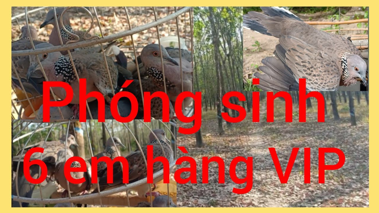 Bảo tồn chim cu gáy nói riêng & bảo tồn các loài động vật nói chung