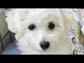 Bolognese dog  | ボロニーズ犬 | aya 1st youtube の動画、YouTube動画。