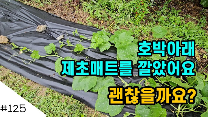 호박에 제초 매트 깔았어요  풀 감당이 안 돼서 ㅎ