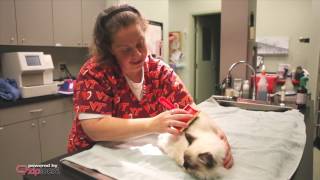 Animal Medical Centers of Loudoun - Ashburn, Virginia